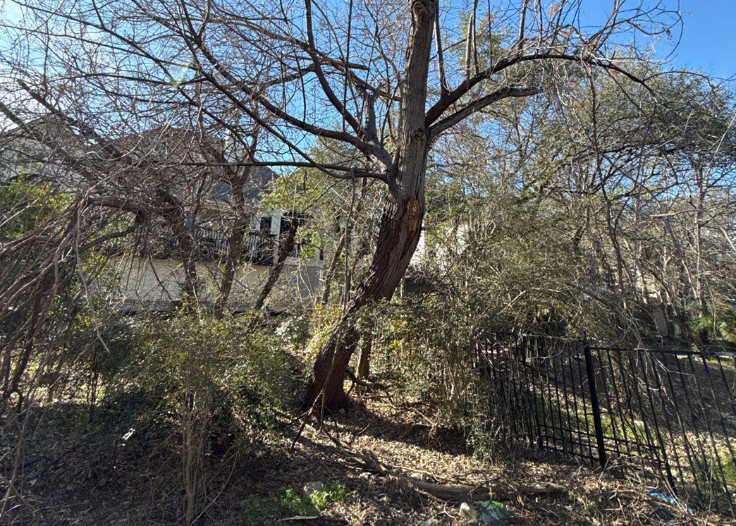 Chinaberry Tree Removal