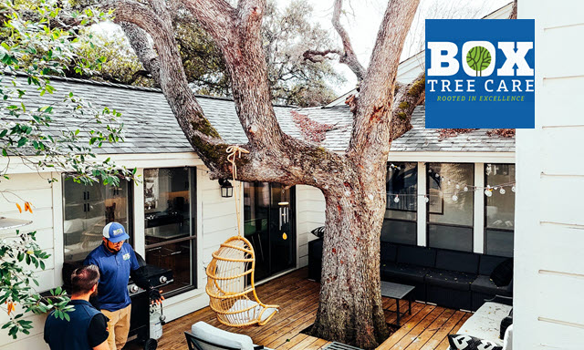 Arborist Services