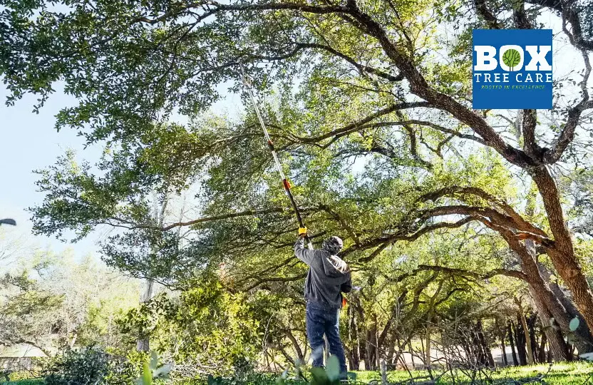 Tree Care services in Austin