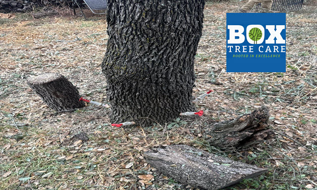 Oak Wilt Treatment