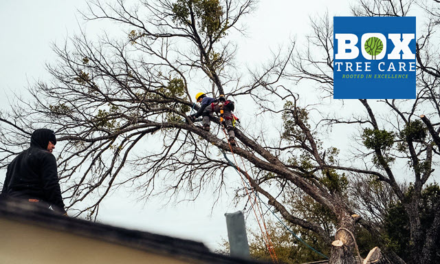 Tree Removal Service