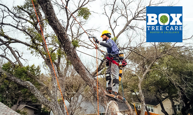 Tree Trimming & Pruning Service